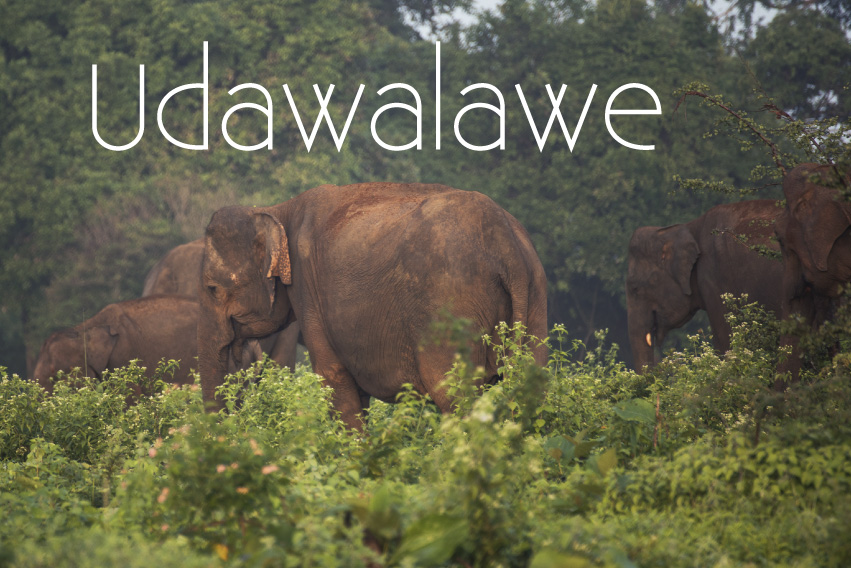 Udawalawe, Sri Lanka