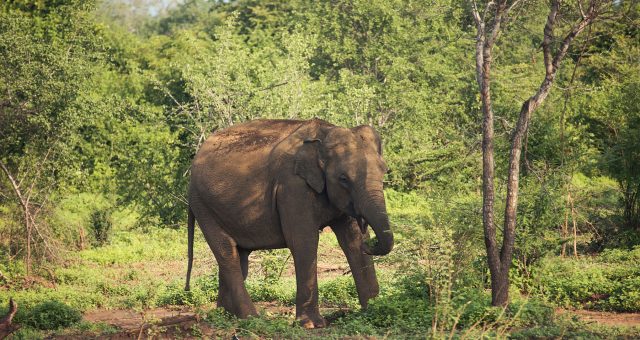 Visitar Udawalawe guía completa. Un safari que te sorprenderá