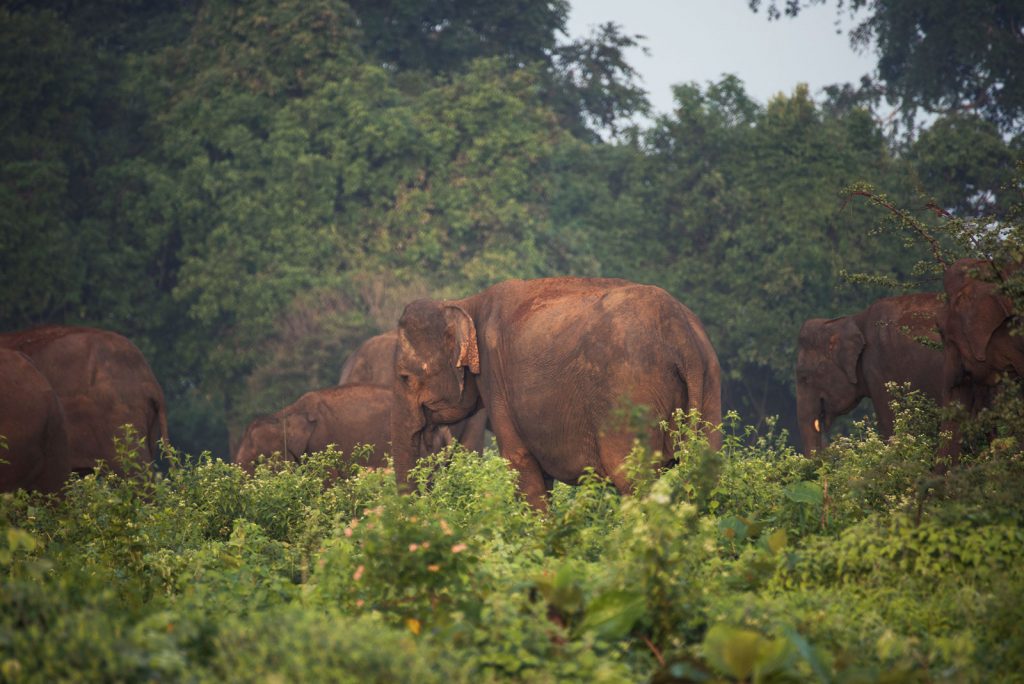 Que hacer en Sri Lanka