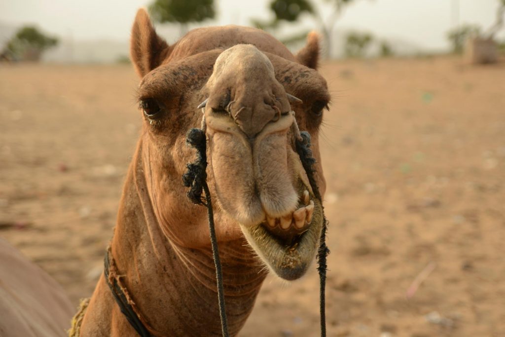 Que ver en Pushkar