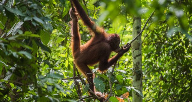 Sepilok Orangutang Rehabilitation Centre, actualizado 2020