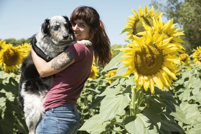 Ana: Sabah, vamos a pararnos a hacernos unas fotos a ese campo de girasoles 🌻🤩
Sabah: **Dios mío, llévame pronto**

#girasoles #dogportrait #humandoglove #sunflowersportrait #happyangry